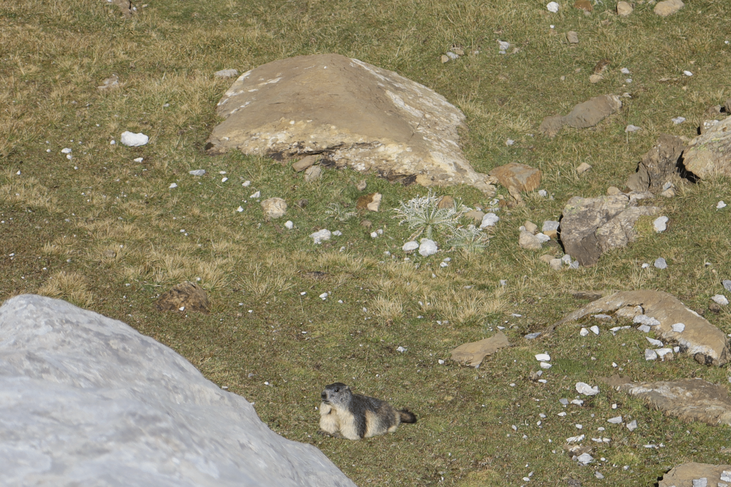 Marmotte Pyrénnées